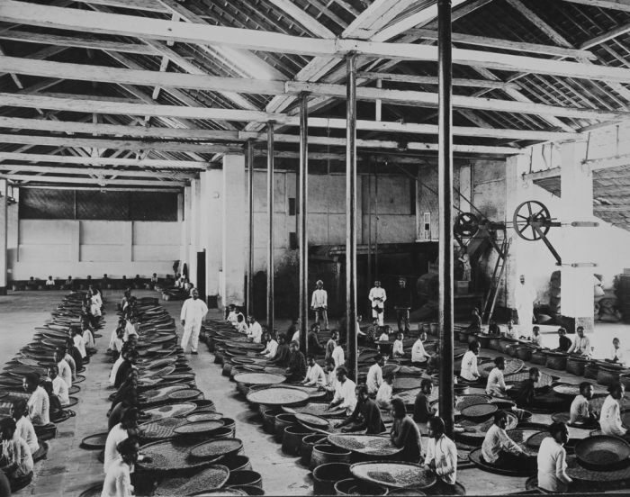 COLLECTION TROPENMUSEUM Sorting coffee by Javanese women in a factory hall of a coffee company in Soebang