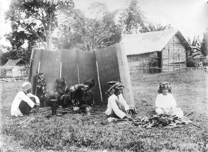 COLLECTION TROPENMUSEUM For the preparation of kopi daoen, the coffee leaves are roasted on a low heat until the leaves have become brown and dry. Sumatra's West Coast