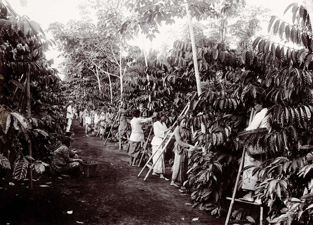 The Coffee Legacy of the Dutch East&nbsp;Indies