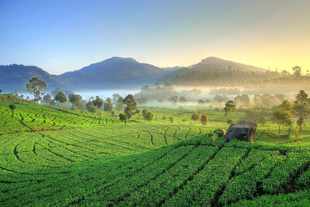 Ciwidey: The Heart of Indonesian Coffee