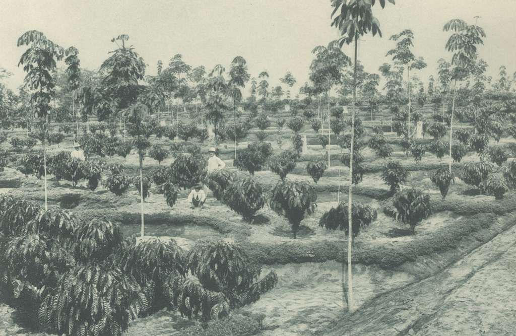 Sejarah Kopi Lampung: Dari Kolonial ke&nbsp;Modern