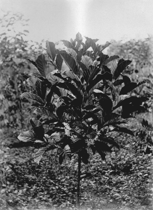 Sejarah Kopi Liberika di&nbsp;Indonesia