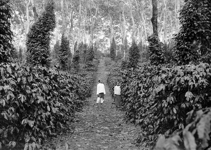 Negative. Java coffee bushes under dadap with pepper vines on a farm. Dated between 1907 and 1931. Collectie Wereldmuseum (v/h Tropenmuseum), part of the National Museum of World Cultures, CC BY-SA 3.0 , via Wikimedia Commons