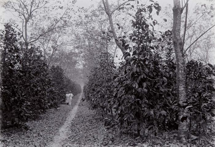 Pohon Penaung dan Tumpang Sari: Cara Tradisional Jaga Ketahanan Kebun&nbsp;Kopi