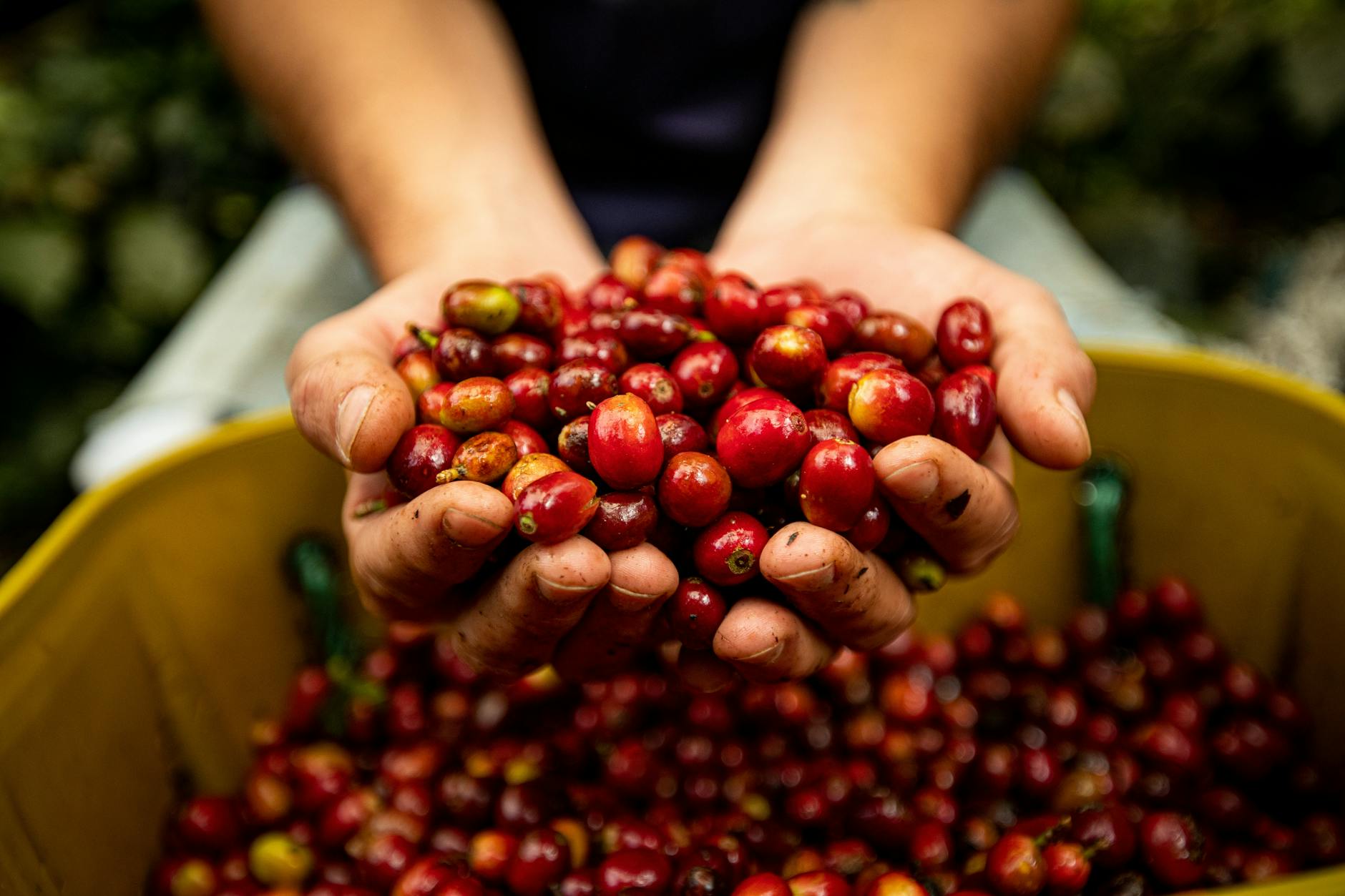 The Rhythm of the Harvest: Understanding Seasons on a Coffee Plantation